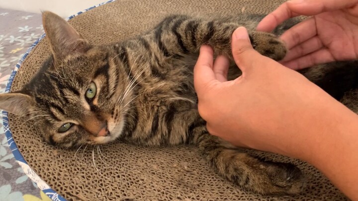 Cat|The Owner Feeds the Lihua Cat