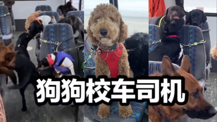 تجربة غامرة كسائق حافلة مدرسية يُقلّ الجراء إلى المدرسة