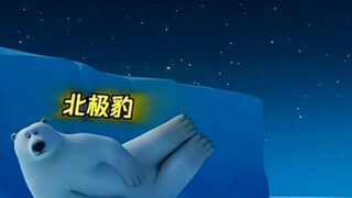 一只鱼让两只海豹吃饱啦！