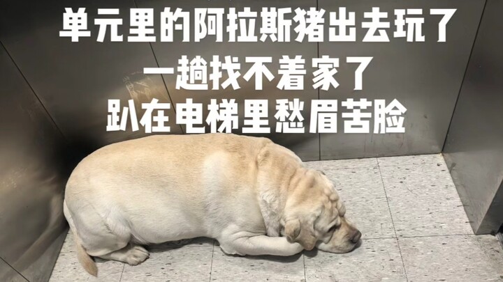 “Labrador • Series 35”