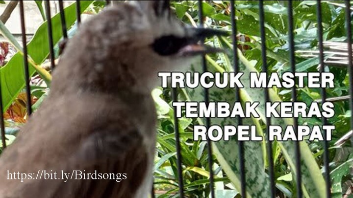 Masteran #Trucukan GACOR ROPEL PANJANG rapat_Birdsongs