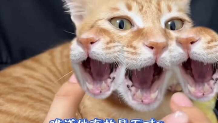 Saatnya muncul, Kucing Tiga Kepala dari Neraka