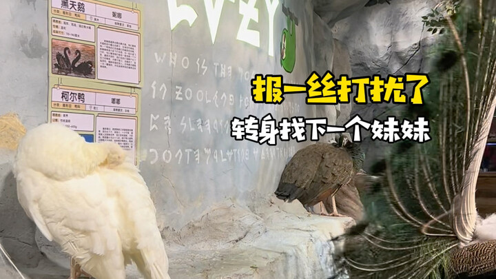 孔雀开屏意味着什么