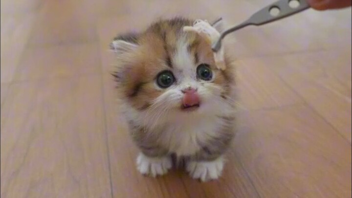 สอนน้องแมวน้อยกินเนื้อ แต่พี่สาวกินเก่งกว่าจริงๆ เลย~