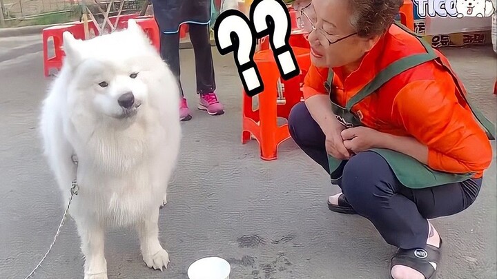 Lần đầu tiên gặp các bà của giống chó Samoyed, phản ứng thế nào nhỉ!!