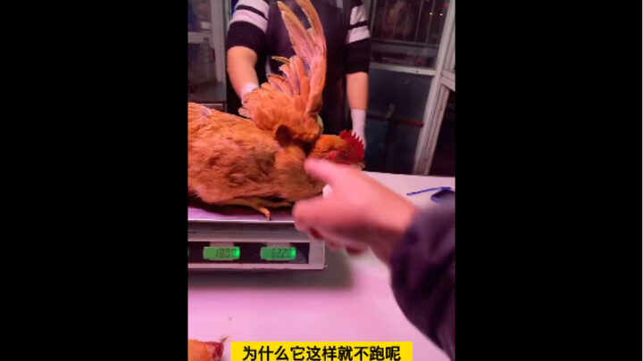 Aku benar-benar bingung, ada yang ahli dinamika ayam tolong jelaskan padaku.