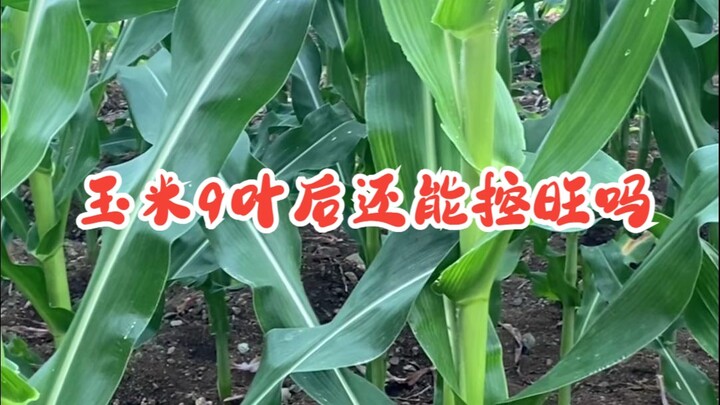 Sau khi cây ngô ra 9 lá còn có thể kiểm soát sự sinh trưởng quá mức không?