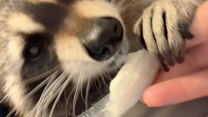 Chomp chomp chomp #chomp #little-raccoon