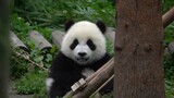 Hao Yue, anak dari panda Xi Mei, imut sekali~
