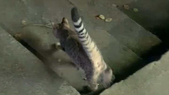 กลางดึกกับนักแม่นปืนตัวน้อย