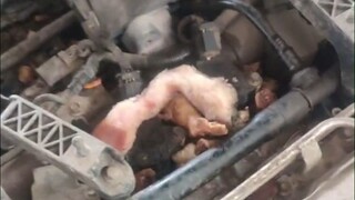 The outrageous failure encountered by the auto mechanic, the engine roasted pork belly