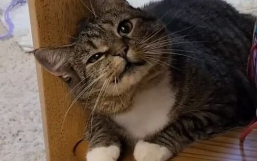 Cats and dogs are your best confidants every day—they just quietly listen to you.