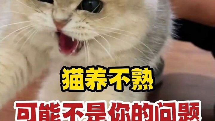 ربما مشكلة القطط التي لا تألف أصحابها ليست فيك.