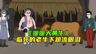 《暖暖大黄牛》你知道为什么牛会下跪流眼泪吗？