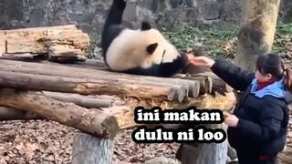 PANDA TUKANG MAGER