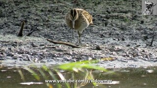 Migratory COMMON SNIPE, Singapore