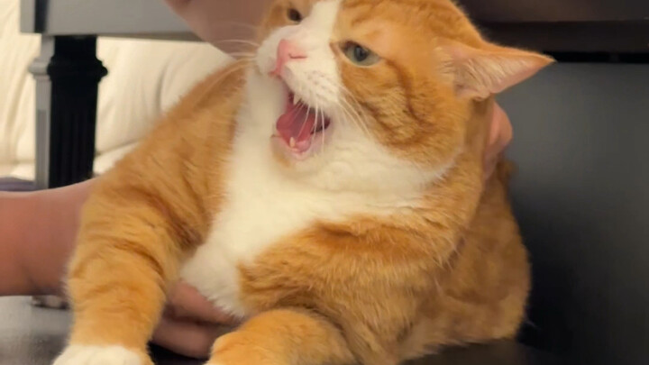 Anak kucing yang tidak bergerak itu menggodaku