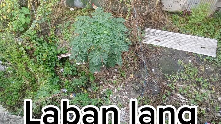 trabaho ng mga kolokoy