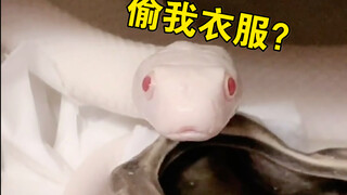 Shocking: This pervert actually did this to a snake! (This story happened last December...)