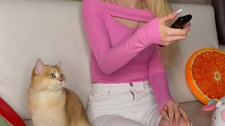 kucing belanja tv di online shop