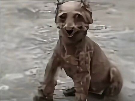 الدب الصغير الشرير.. الأطفال يدعمون قانون حماية الحيوانات!