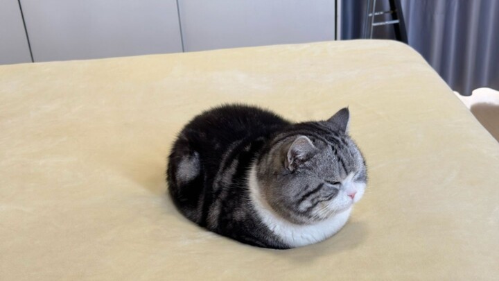 ‘🐱 Đút tay vào túi, ngắm mèo mèo’