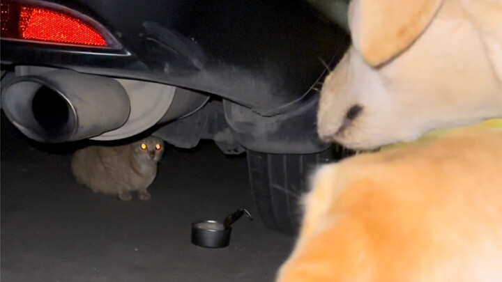 Who knew I’d end up rescuing a cat too?