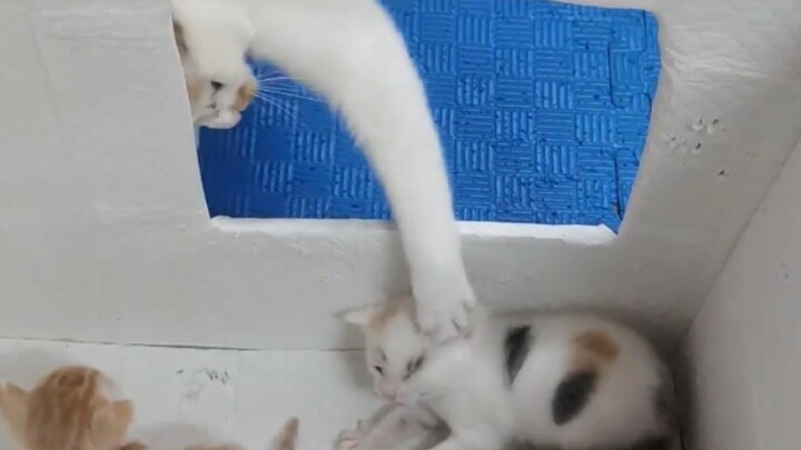 Tại sao mèo mẹ lại thỉnh thoảng lén tấn công mèo con? Thật là kỳ quặc!