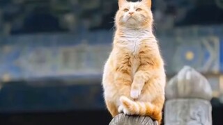 Hu Xianfeng menginjak orang yang ditakdirkan, blogger orisinal kembali, Bilibili meluncur lagi.