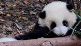 Peliharaan Imut|Cuplikan Bayi Panda yang Lucu