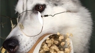 Koleksi husky paling tampan ada di sini
