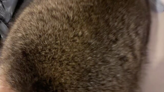 الراكون الصغير يفتح طرود البريد