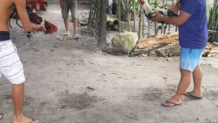 boston vs batchoy grey