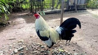 my 4x winner native chicken