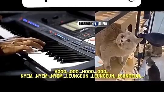 kucing artis