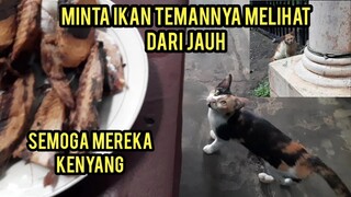 Kucing Di Warteg Minta Makan Yang Satu Ngelihatin Dari Jauh