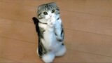 Cats Of May!! Cute And Funny Cat Video for Stress Relief
