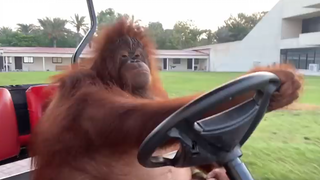 อุรังอุตังขับรถกอล์ฟ