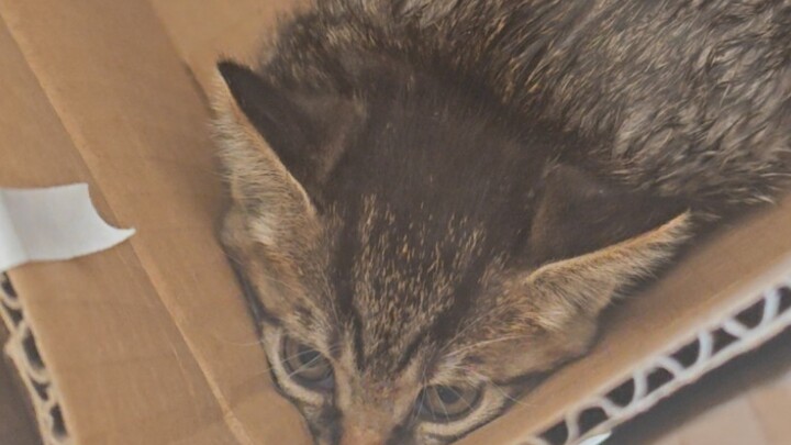 At 25, I finally got to adopt my first kitten—rural life has just leveled up.