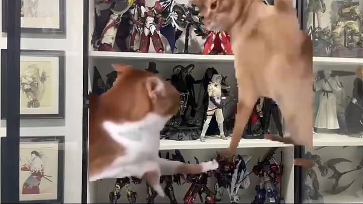 【The cat meme of the plastic man】The moment when the contemporary plastic man breaks the defense