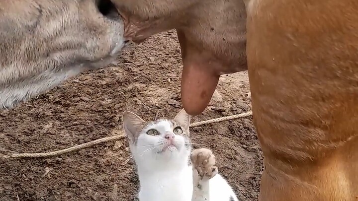 هاتشو ميمي كيمي من غوايماو تي في