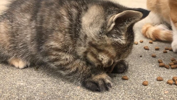 Seekor anak kucing kecil yang berpura-pura bisa makan makanan kucing! Hanya ikut-ikutan!