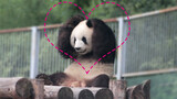 Oh my god! The panda Meng Lan rubbing its large ears is too cute!