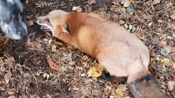 🇷🇺 Sản xuất bánh mì Nga khổng lồ phiên bản giới hạn mùa thu, mang đậm cảm giác buồn bã đến thét chói