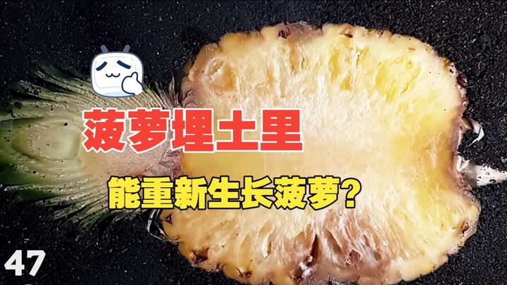 Cắt đôi quả dứa rồi vùi xuống đất sẽ xảy ra điều gì? Hành trình tái sinh của phần đầu quả dứa~