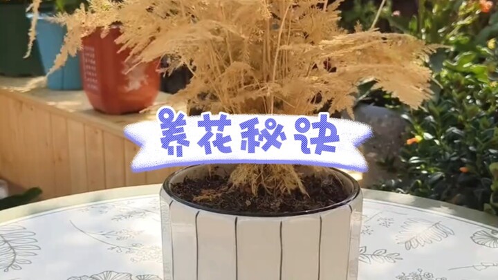 养花只浇水，植株会越长越差，知道的这几点养啥花都旺。#养花技巧分享 #花卉绿植 #分享家庭养花小常识