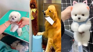 Funny and Cute Dog Pomeranian 😍🐶| Funny Puppy Videos #36