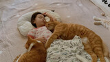 เจ้าแมวส้มนำทัพแมวอีกหกตัวนอนเป็นเพื่อนหนูน้อย