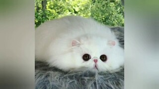 độ mèo không độ chó:chú mèo exotic đáng yêu nhất thế giới