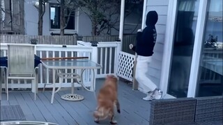 Aksi anjing kali ini jelas direncanakan dengan matang.